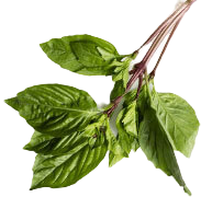 Basil Leaves